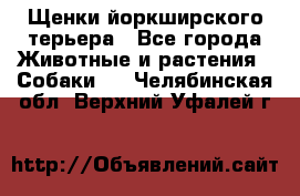 Щенки йоркширского терьера - Все города Животные и растения » Собаки   . Челябинская обл.,Верхний Уфалей г.